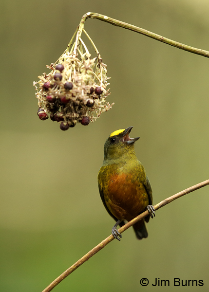 Olive-backed Euphonia male eyeing berries
