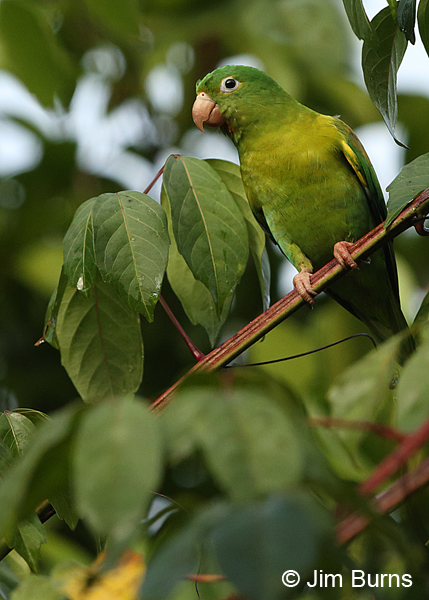 Olive-throated Parakeet 