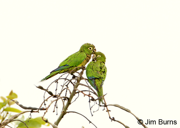 Olive-throated Parakeet pair allopreening