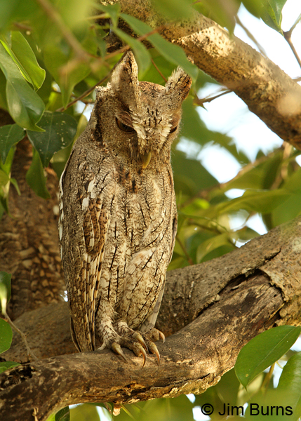 Pacific Screech-Owls on day roost