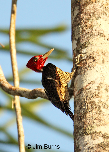 Pale-billed Woodpecker male