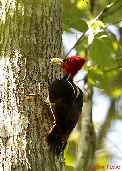 Pale-billed Woodpecker male with caterpillar--5304