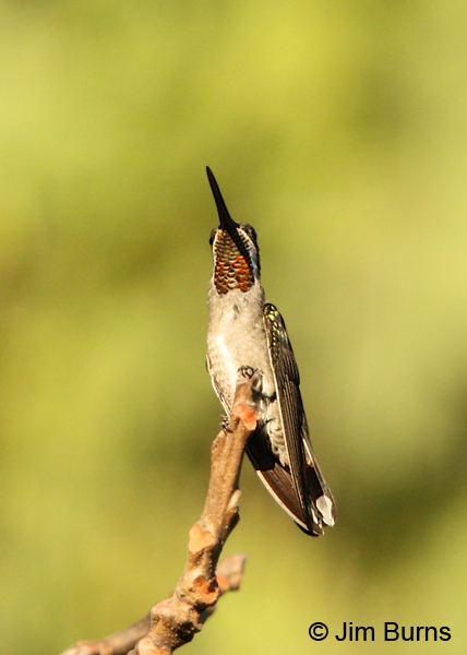 Plain-capped Starthroat male ventral view