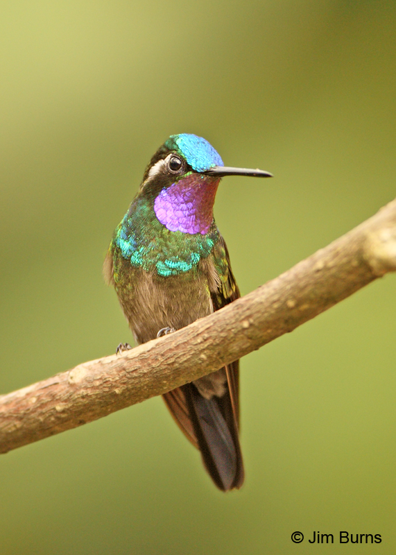 Purple-throated Mountain-gem male