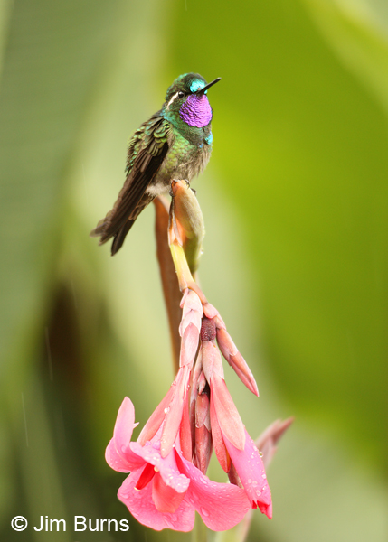 Purple-throated Mountain-gem male on flower