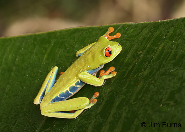Red-eyed Tree Frog on leaf