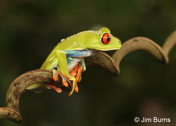 Red-eyed Tree Frog on vine