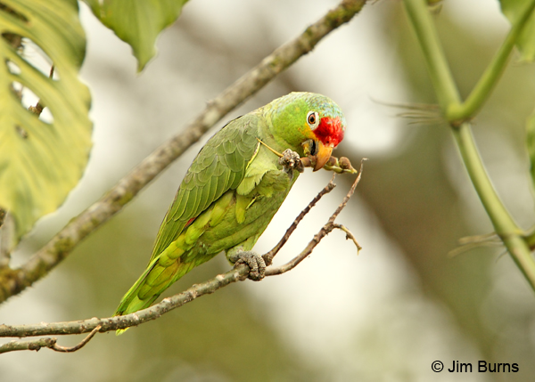 Red-lored Parrot eating seed pods