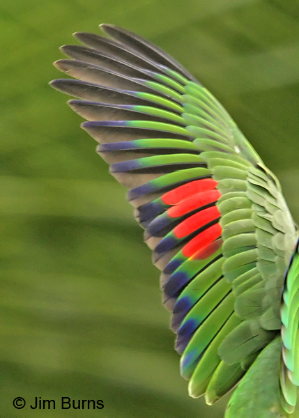 Red-lored Parrot wing dorsal view