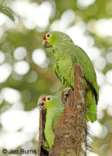 Red-lored Parrots at nest cavity