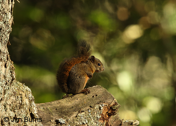 Red-tailed Squirrel, Irazu Volcano NP