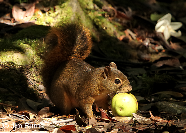 Red-tailed Squirrel with apple