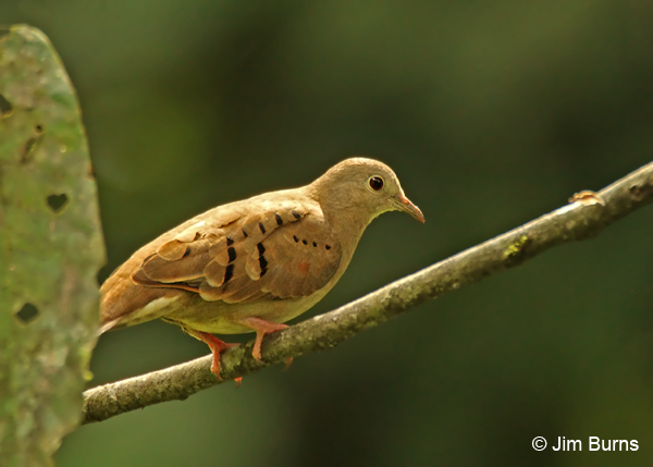 Ruddy Ground-Dove female
