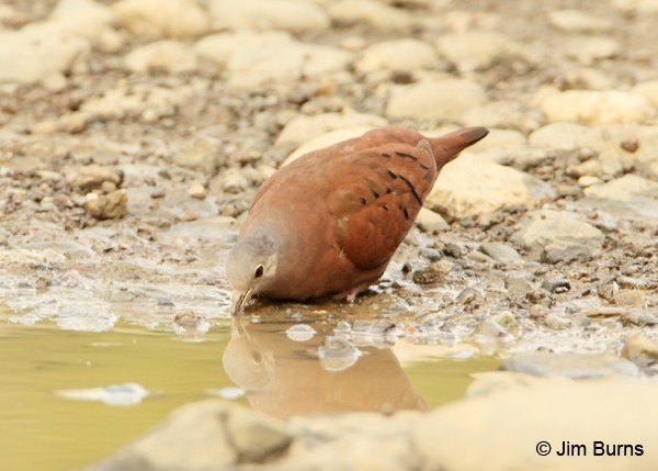 Ruddy Ground-Dove male drinking