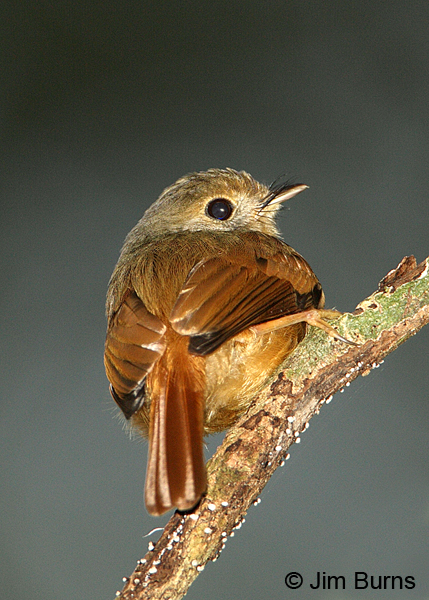 Ruddy-tailed Flycatcher dorsal view