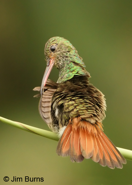 Rufous-tailed Hummingbird male tail spread