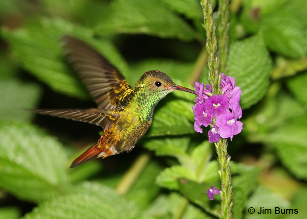 Rufoust-tailled Hummingbird male at Verbena
