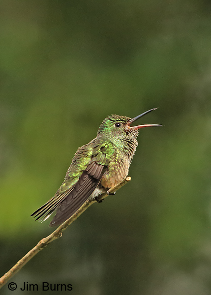 Scaly-breasted Hummingbird singing