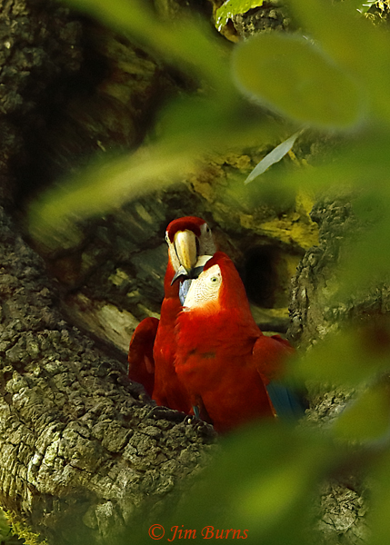 Scarlet Macaw--5234