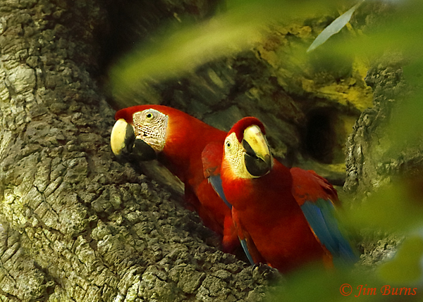 Scarlet Macaw--5235