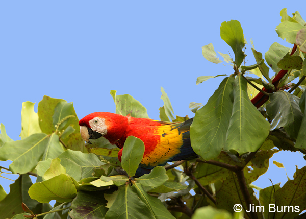 Scarlet Macaw #2