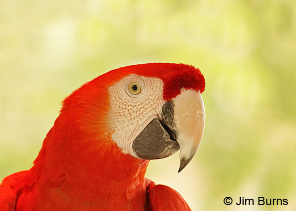 Scarlet Macaw head shot #2