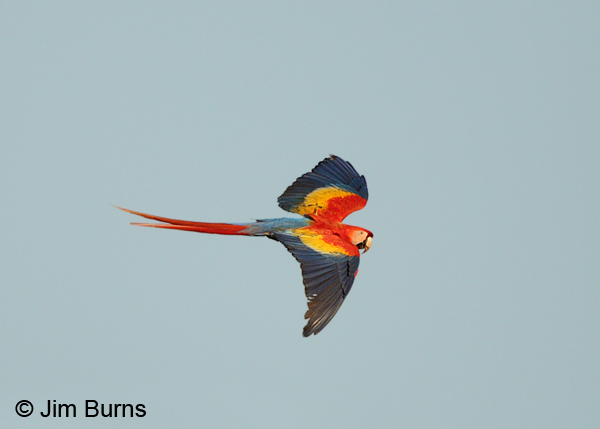 Scarlet Macaw in flight dorsal view