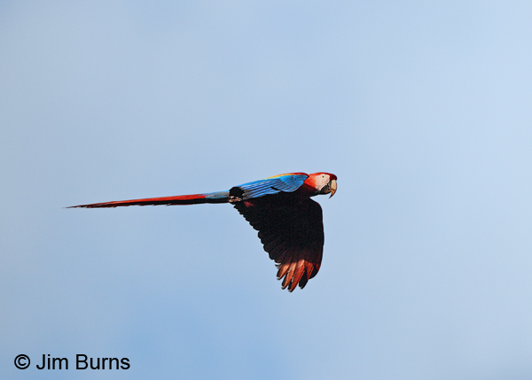 Scarlet Macaw in flight downstroke