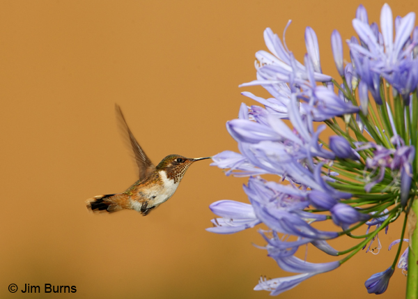 Scintillant Hummingbird female at flower