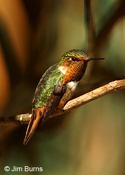 Scintillant Hummingbird male #2