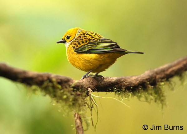 Silver-throated Tanager dorsal view