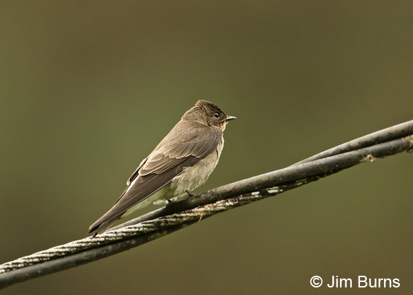 Southern Rough-winged Swallow #2