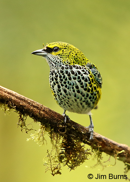 Speckled Tanager on moss