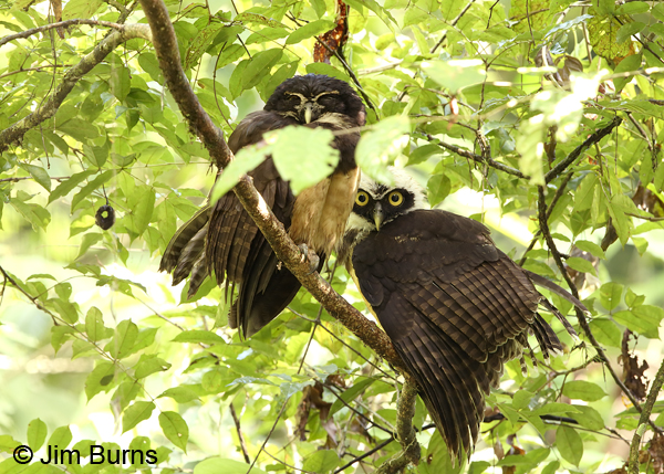 Spectacled Owl brancher with parent
