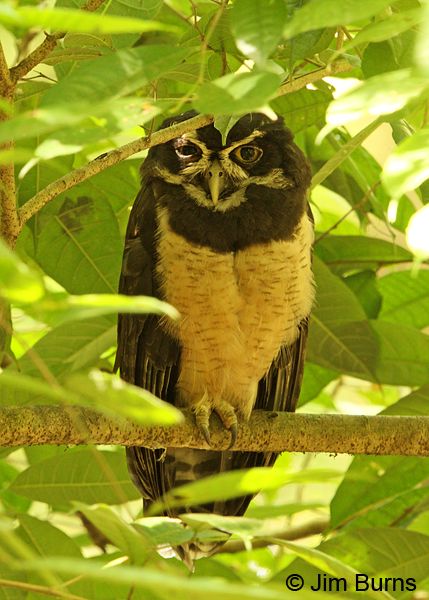 Spectacled Owl on day roost