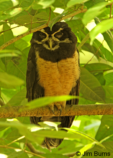 Spectacled Owl sleeping  on day roost