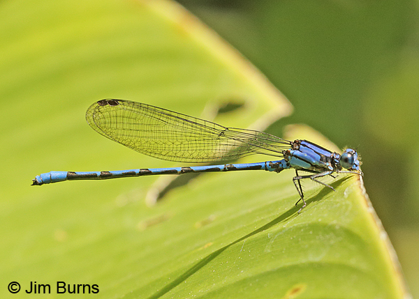 Spine-tipped Dancer male, Turrialba, CR., August 2014