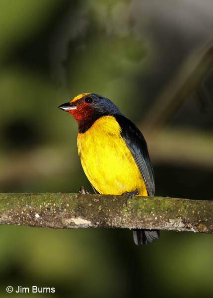 Spot-crowned Euphonia with berry juice on chin