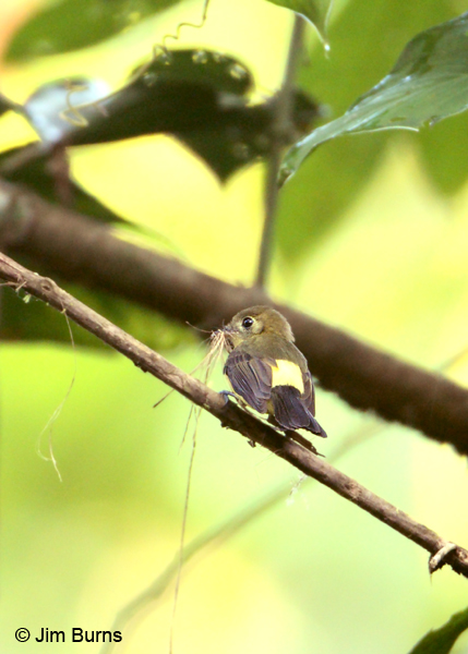 Sulphur-rumped Flycatcher with nesting material