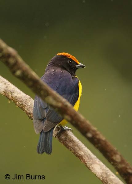 Tawny-capped Euphonia male in the rain