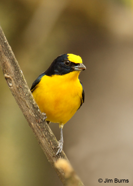Thick-billed Euphonia male