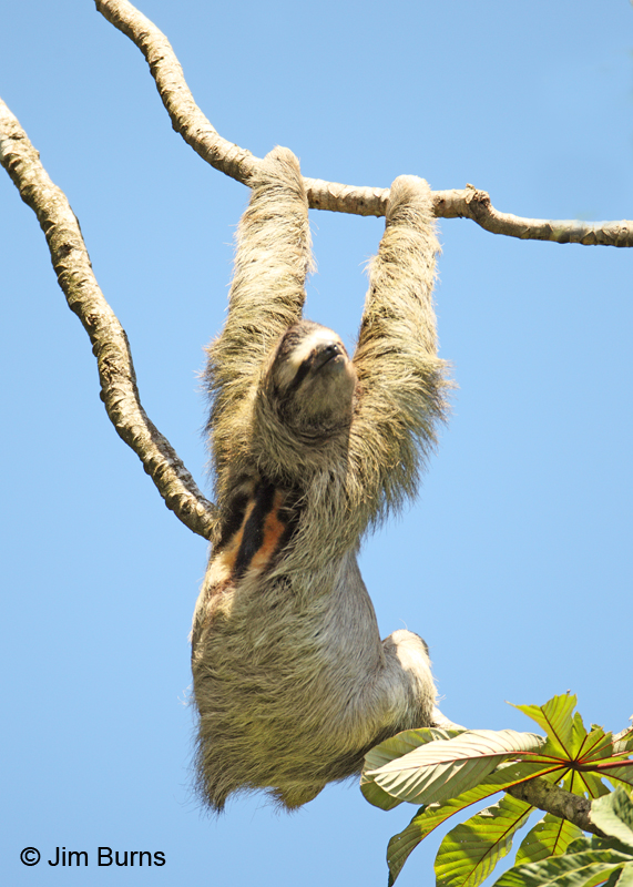 Three-toed Sloth just hanging around