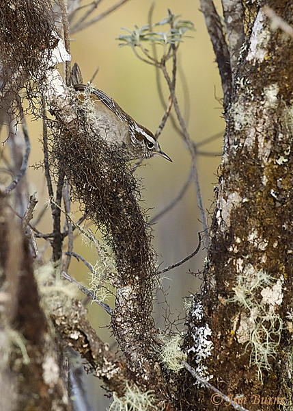 Timberline Wren in paramo habitat--6684