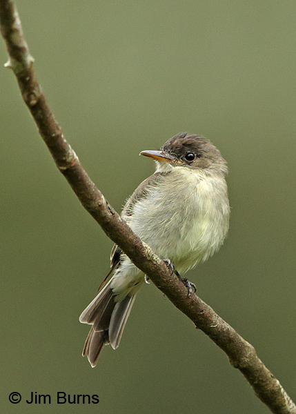 Tropical Pewee on branch