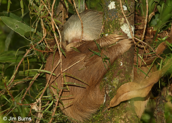 Two-toed Sloth um...sleeping