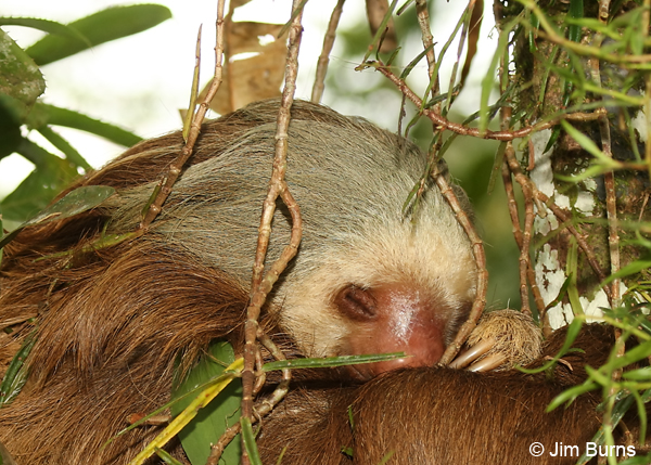 Two-toed Sloth head shot