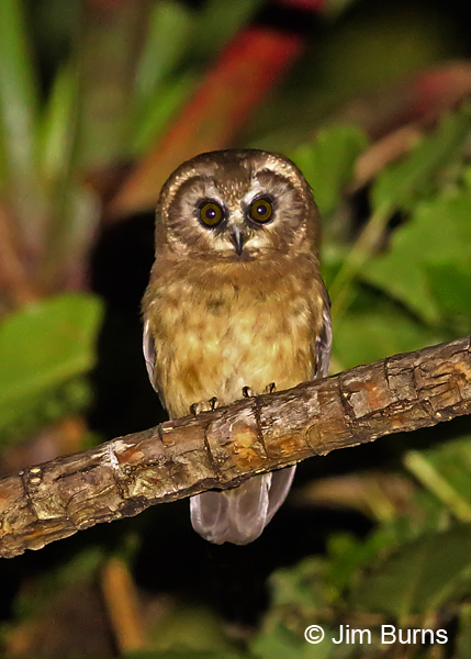 Unspotted Saw-whet Owl, Turrialba Volcano