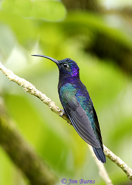 Violet Sabrewing male lateral view--5727