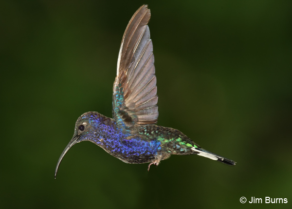 Violet Sabrewing male in flight