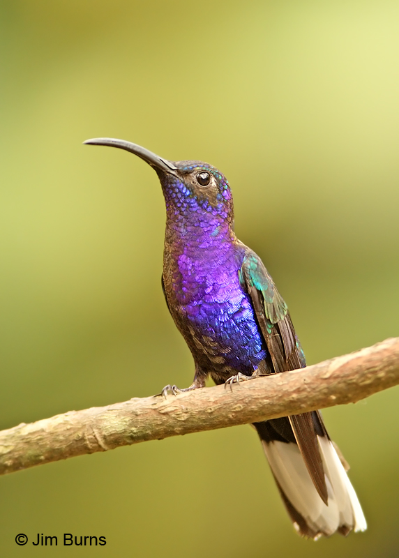 Violet Sabrewing male